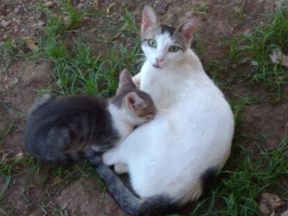 Street animals in Marmaris