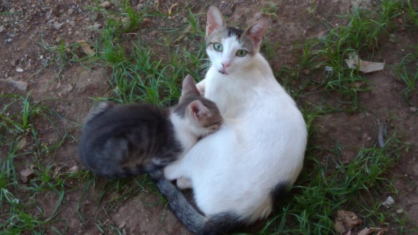 Street animals in marmaris